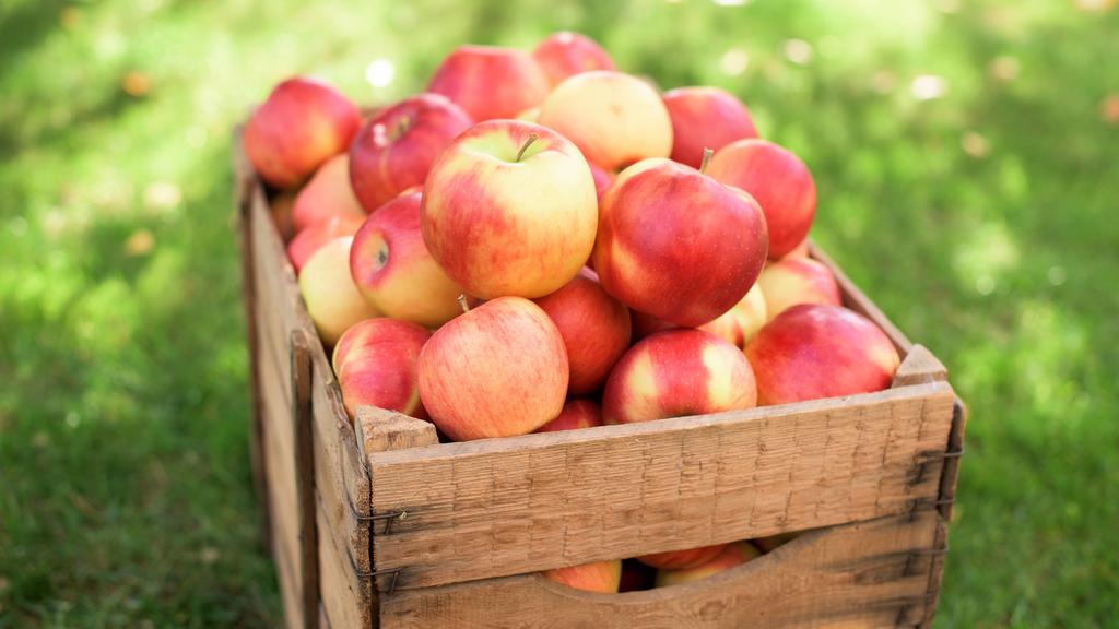rote Äpfel *** red apples PUBLICATIONxINxGERxSUIxAUTxONLY photocase2210421