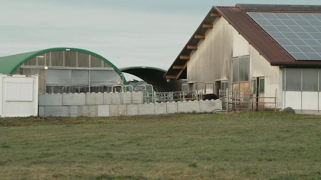 Tierhaltungsskandal auf Milchviehhof im Allgäu