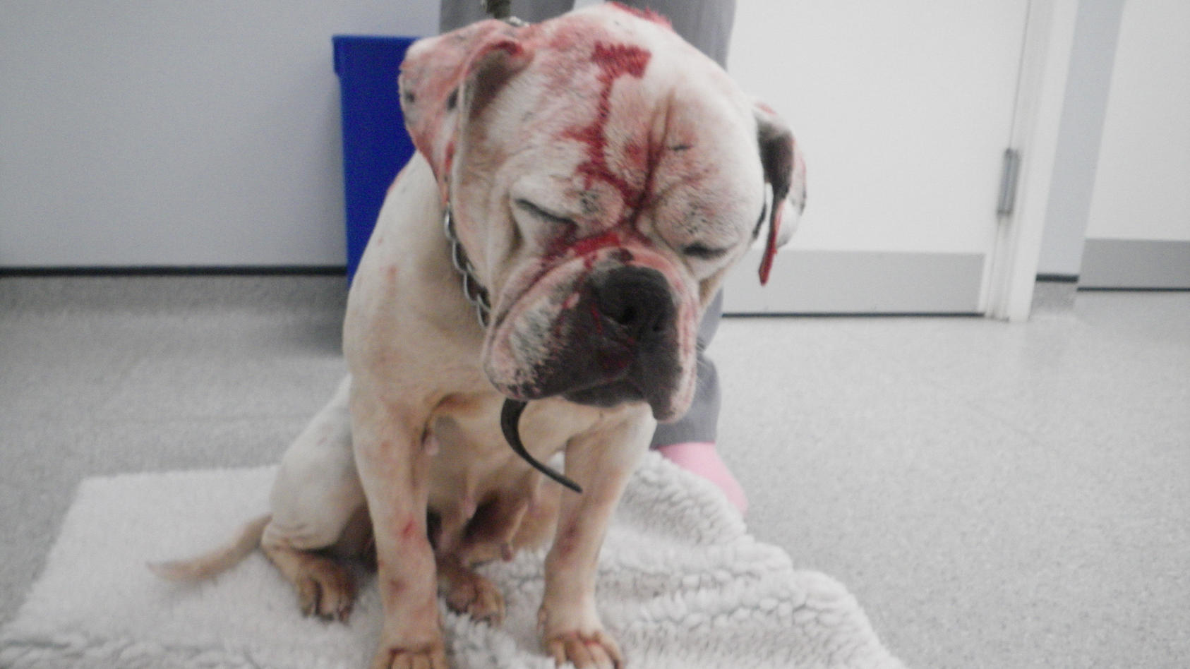 England Misshandelte Bulldogge Blutverschmiert In Badewanne Entdeckt Haftstrafe Fur Hundebesitzer