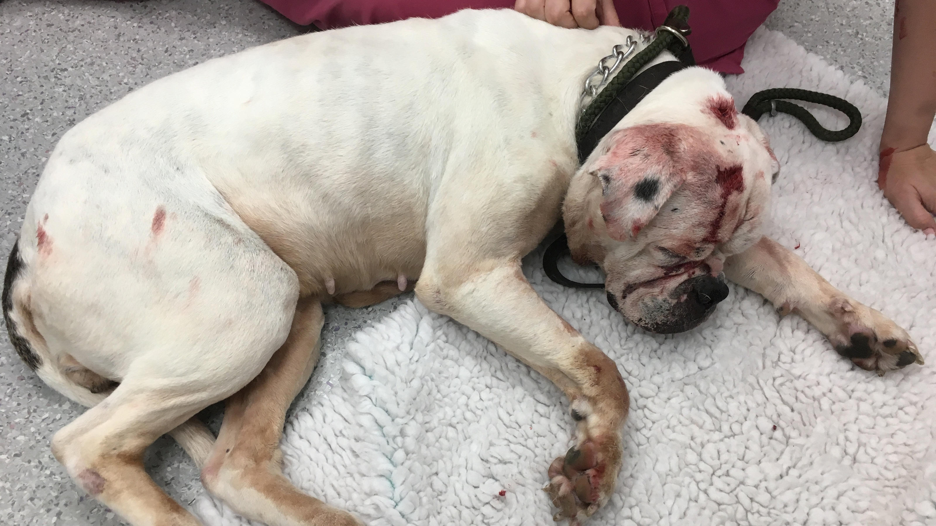 Tierschützer fanden Bulldogge Smiler blutverschmiert in der Badewanne.