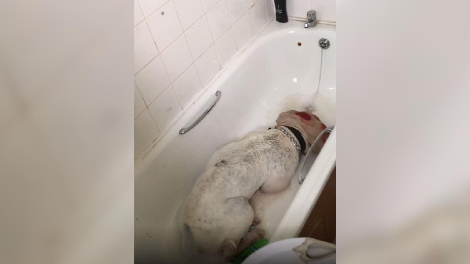 In einer Badewanne fanden Tierschützer Bulldogge Smiler.