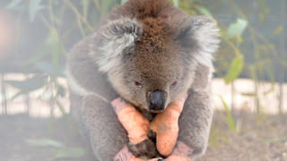 An injured koala sits at the Kangaroo Island Wildlife Park, at the Wildlife Emergency Response Centre in Parndana, Kangaroo Island, Australia January 19, 2020. REUTERS/Tracey Nearmy     TPX IMAGES OF THE DAY