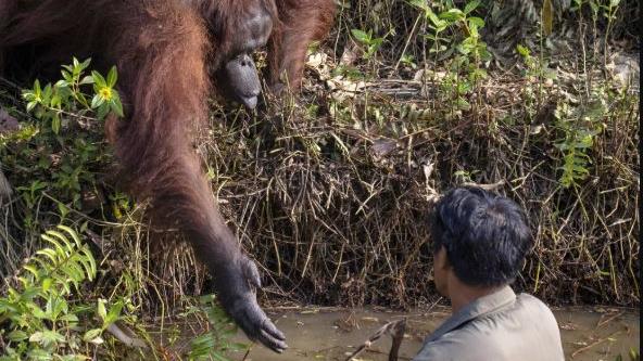 Helfende Hand: Orang-Utan reicht einem Tierpfleger im Waldschutzgebiet von Borneo die Hand