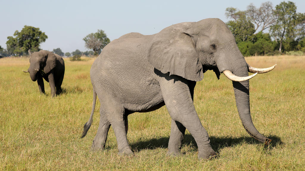 FILE PHOTO: A pair of male elephants is seen in the Okavango Delta, Botswana, April 25, 2018. Picture taken April 25, 2018. REUTERS/Mike Hutchings/File Photo