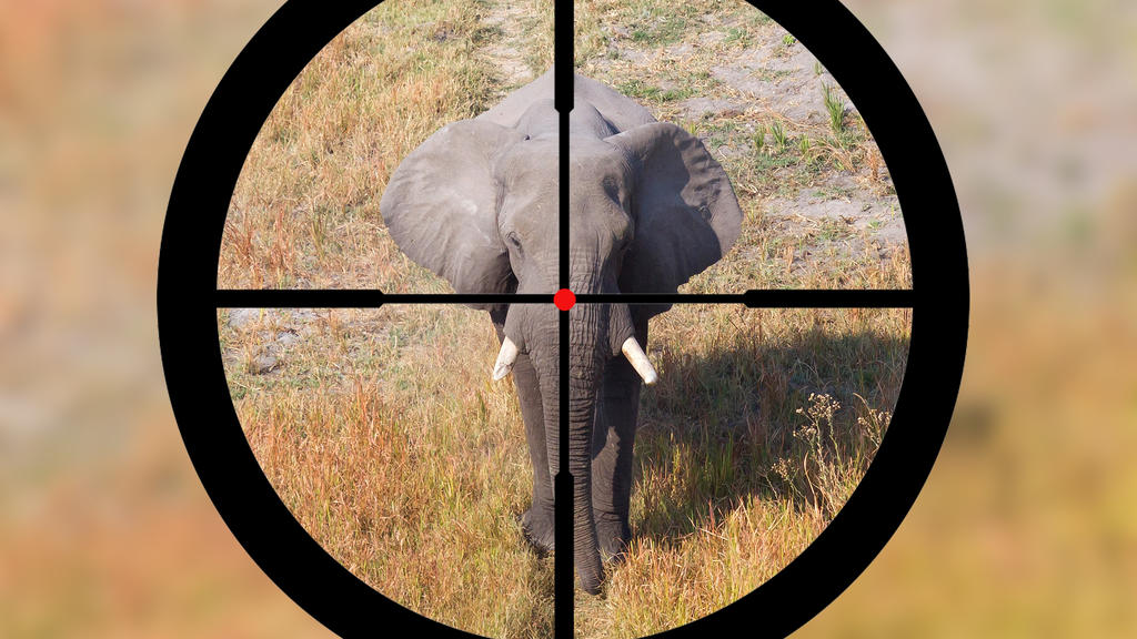Botswana hat den Jagd-Bann gegen Elefanten aufgehoben. Naturschützer schlagen Alarm, Tierfreunde rufen Touristen zu Boykott auf.
