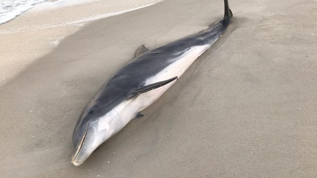 Toter Delfin am Strand