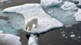 ARCHIV - 14.08.2015, ---, Nordpolarmeer: Ein Eisbär steht im Nordpolarmeer auf eine Eisscholle. (zu dpa «Russland zählt erstmals seine Eisbären») Foto: Ulf Mauder/dpa +++ dpa-Bildfunk +++