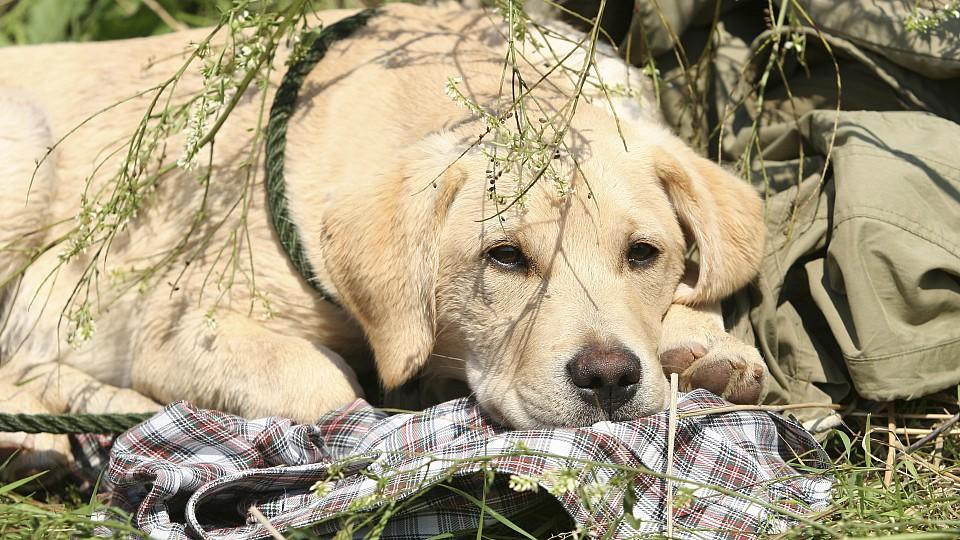 Blonder Labrador liegt in der Sonne