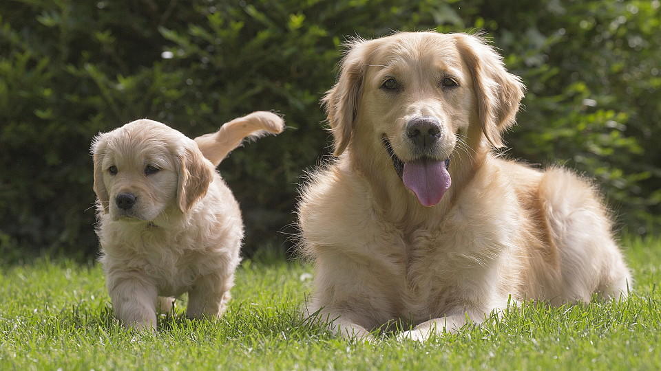 Ein ausgewachsener Golden Retriever und ein Golden Retriever Welpe auf einer Wiese