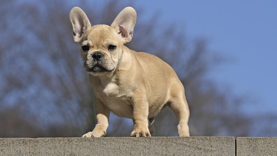 Französische Bulldogge mit hellem Fell