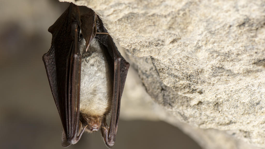 Das Große Mausohr oder auch nur Mausohr (Myotis myotis) im Winterquartier / greater mouse-eared bat / Foto: Ralph Frank