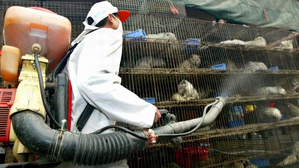 Ein Arbeiter desinfiziert am 6.1.2004 auf einem Wildtiermarkt in Guangzhou Käfige mit Larvenrollern. Der aktuelle bestätigte Sars-Fall ist nach Angaben von Wissenschaftlern möglicherweise auf Wildtiere zurückzuführen, die in Südchina als Delikatesse