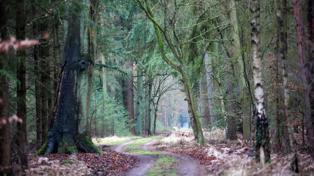 ARCHIV - 30.01.2020, Brandenburg, Kremmen: Ein Weg führt durch einem Wald am Rande des Rhinluchs zwischen den Bäumen durch. In Brandenburg ist die Waldbrandgefahr gestiegen. (zu «Gefahr für Waldbrände steigt - Förster warten auf Regen») Foto: Soeren