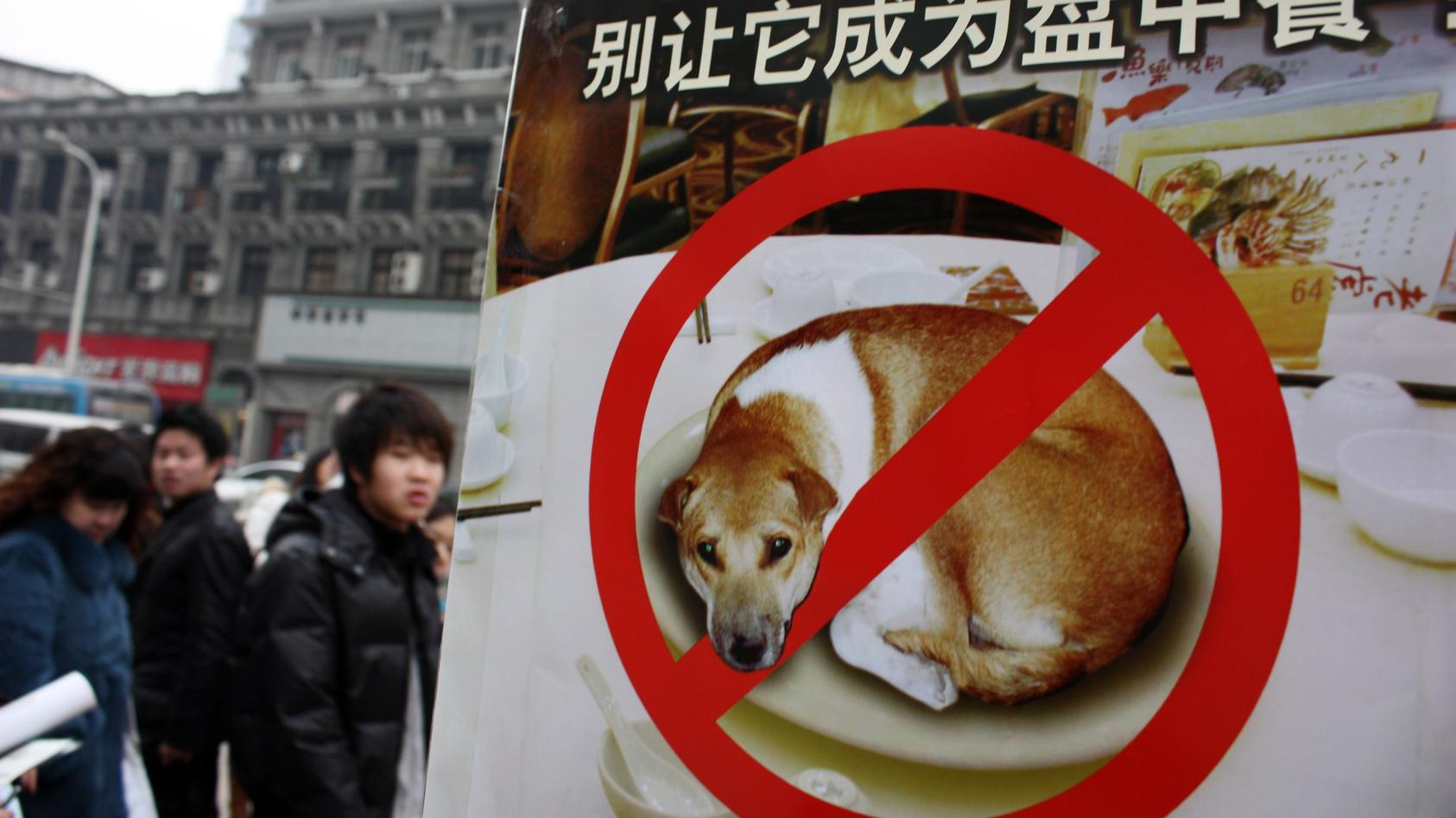 Hunde und Katzen dürfen in der chinesischen Metropole Shenzhen nicht mehr verzehrt werden.