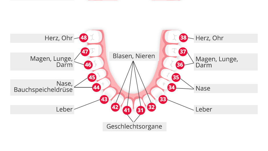 Zahn-Organ-Beziehungen