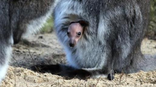 Bennett-Känguru Jungtier sitzt im Beutel seiner Mutter. (Symbolbild)