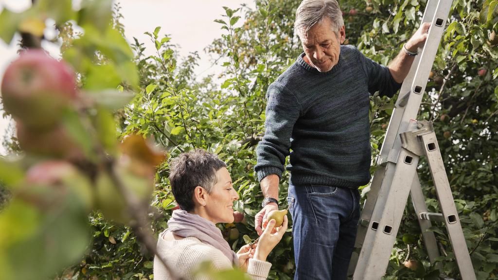 Man giving pears to woman while standing on ladder in orchard PUBLICATIONxINxGERxSUIxAUTxONLY Copyright: CarlxSmith fStopImages1579035
