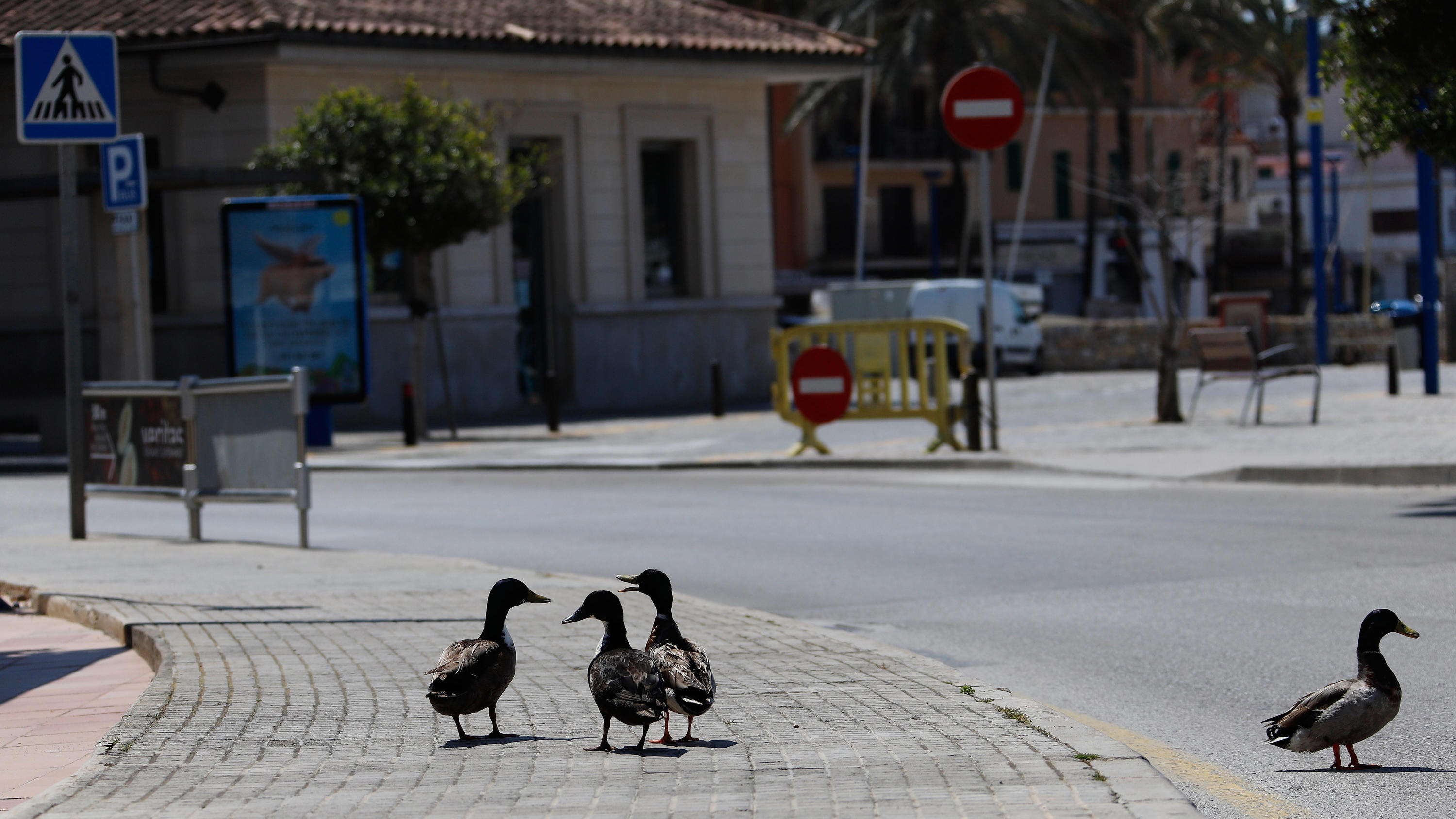 10.04.2020, Spanien, Port Andratx: Eine Gruppe Enten geht über eine menschenleere Straße auf der Insel Mallorca. Normalerweise beginnt zu Ostern die Saison auf Mallorca. Foto: Clara Margais/dpa +++ dpa-Bildfunk +++