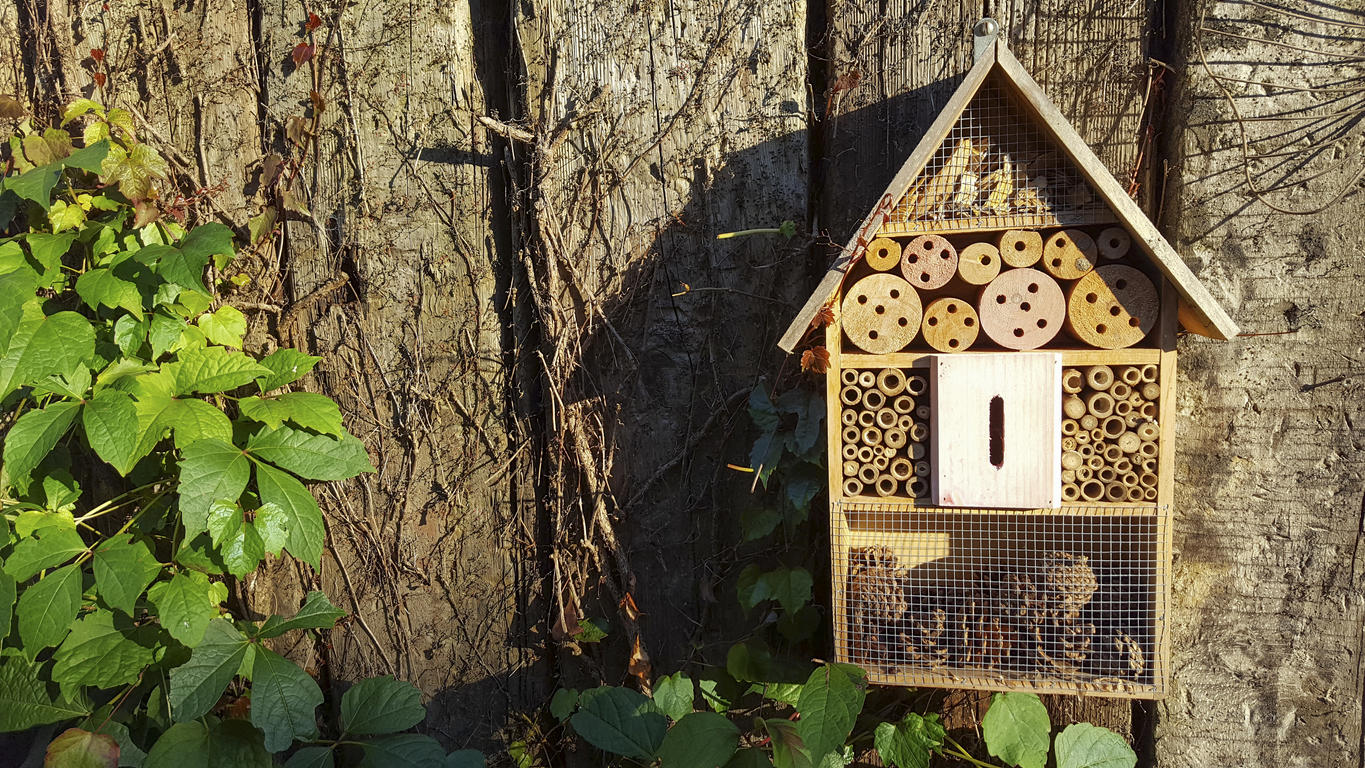 Insektenhotel selber bauen: So helfen Sie den Bienen