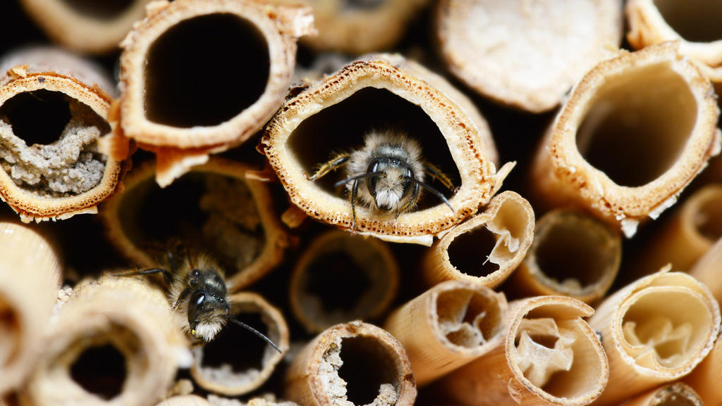 Hier können die Insekten sich verletzen