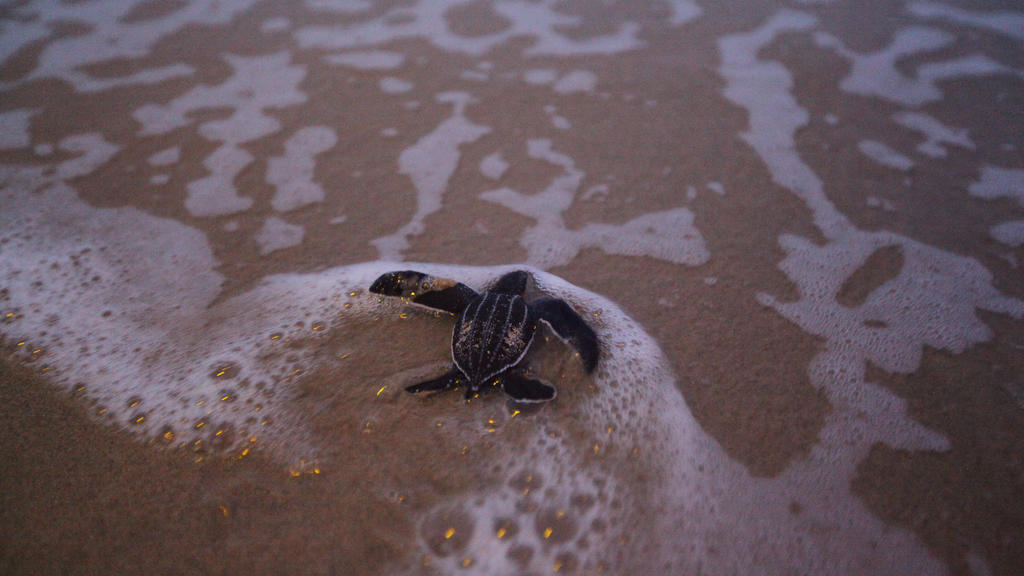 A newly-hatched baby leatherback sea turtle makes its way into a sea for the first time at a beach in Phanga Nga district, Thailand, March 27, 2020. Picture taken March 27, 2020. REUTERS/Mongkhonsawat Leungvorapan NO RESALES. NO ARCHIVES