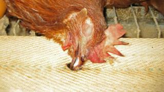 Haushuhn (Gallus gallus f. domestica), Legehenne liegt tot in einer Legebatterie, Deutschland, | domestic fowl (Gallus gallus f. domestica), hen laying dead in battery farm, Germany,