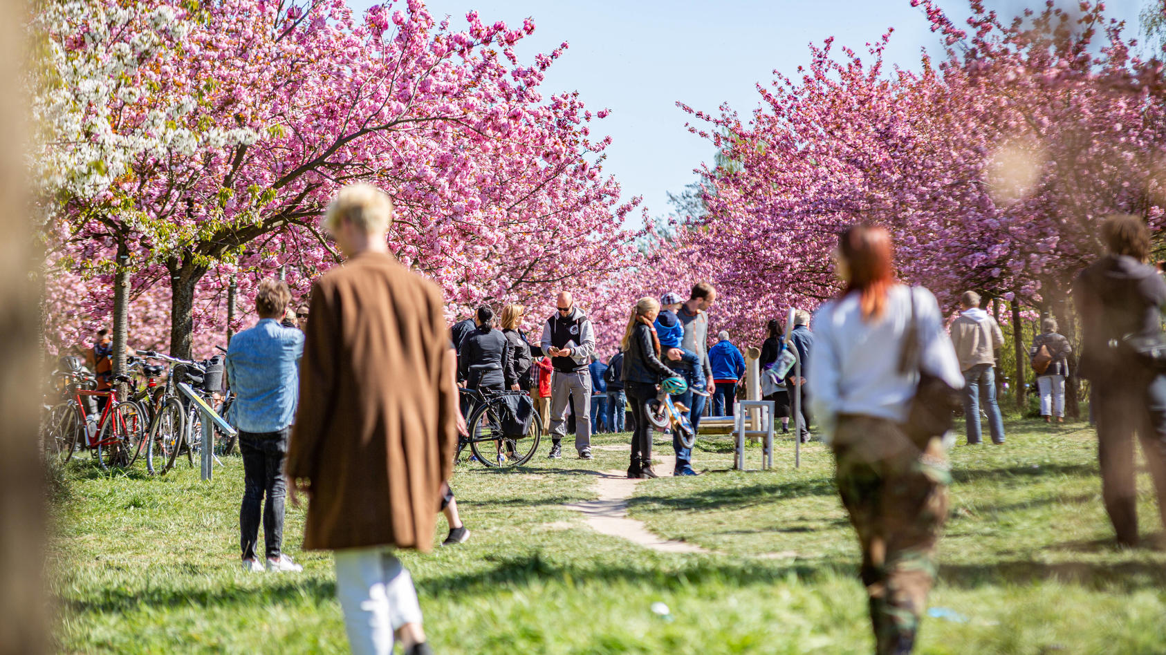  Hoher Besucherandrang bei Kirschblütenbäumen.