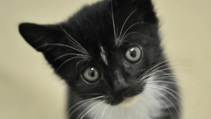 ARCHIV - Die zwei Monate alte Katze Delayla sitzt am 27.06.2008 in Mainz im Katzenzimmer des Tierheims. Während die einen entspannt ihren Sommerurlaub genießen, müssen die anderen schuften: Tierheime und -pensionen haben in den großen Ferien immer be