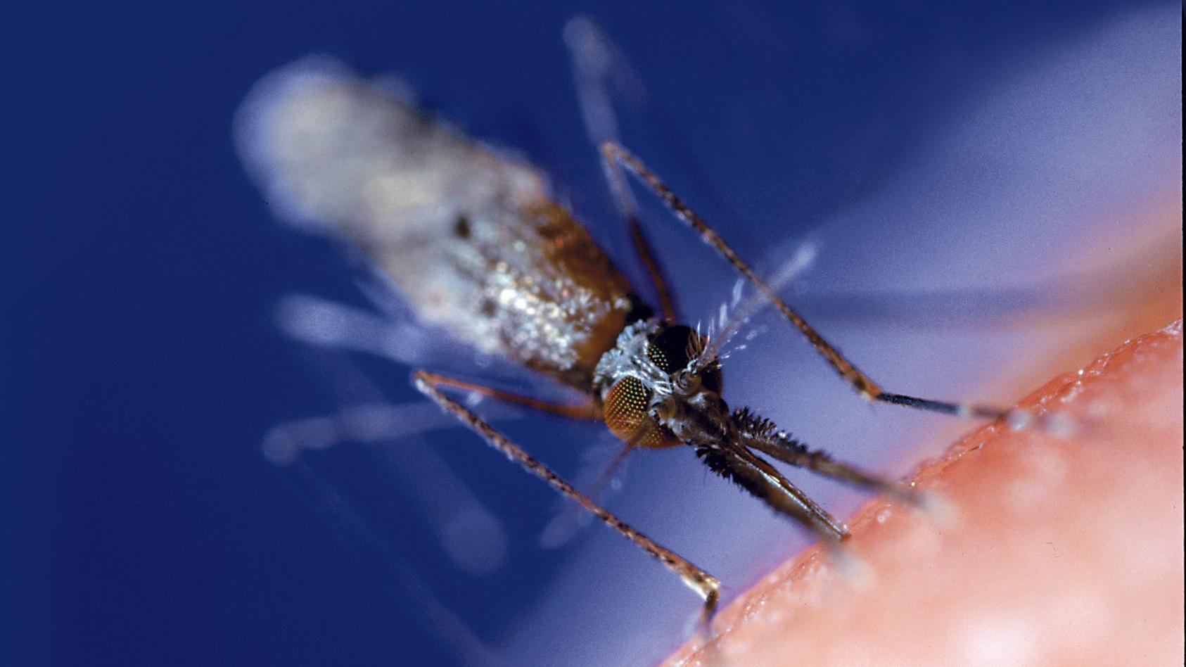 Ein Weibchen der Anopheles-Mücke bohrt ihren feinen Stechrüssel tief in die Haut ihres menschlichen Opfers und saugt sich mit Blut bis zum Vierfachen des eigenen Gewichts voll (undatierte Aufnahme). Für etwa eine Million Menschen ist das feine Sirren