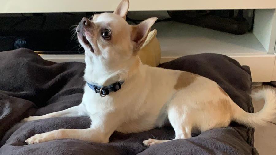 Chihuahua "Spiky