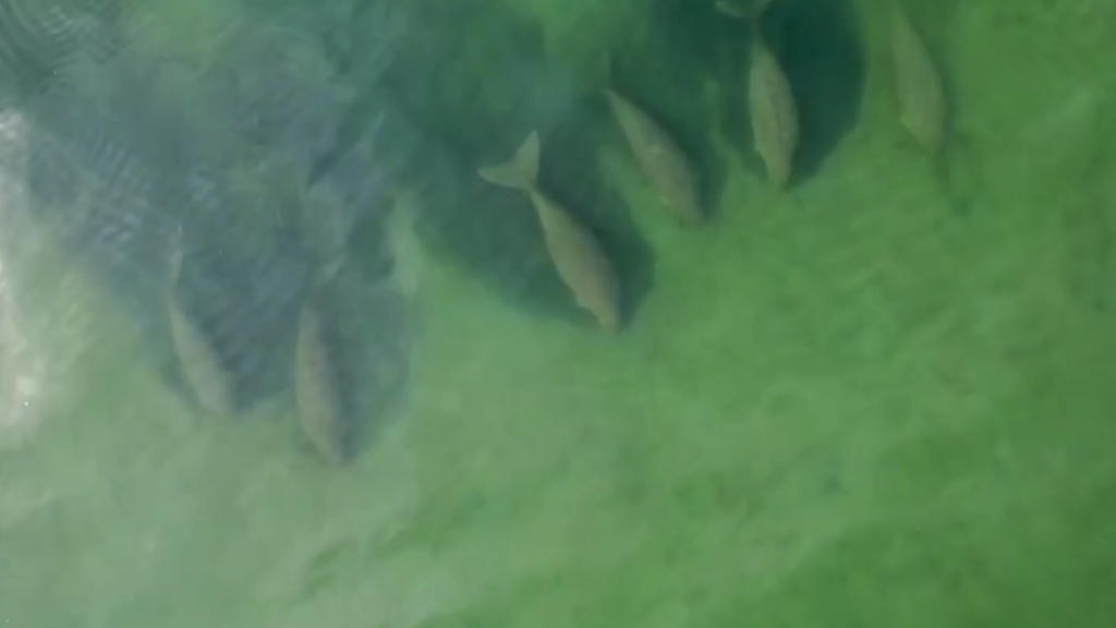 In this image taken from video taken April 22, 2020, by Thailand’s Department of National Parks, Wildlife and Plant Conservation, six dugongs are swimming together, part of a larger group of dugongs cruising slowly in the shallow waters in the area
