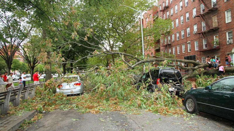 Herabgestürzter Baum in New York City