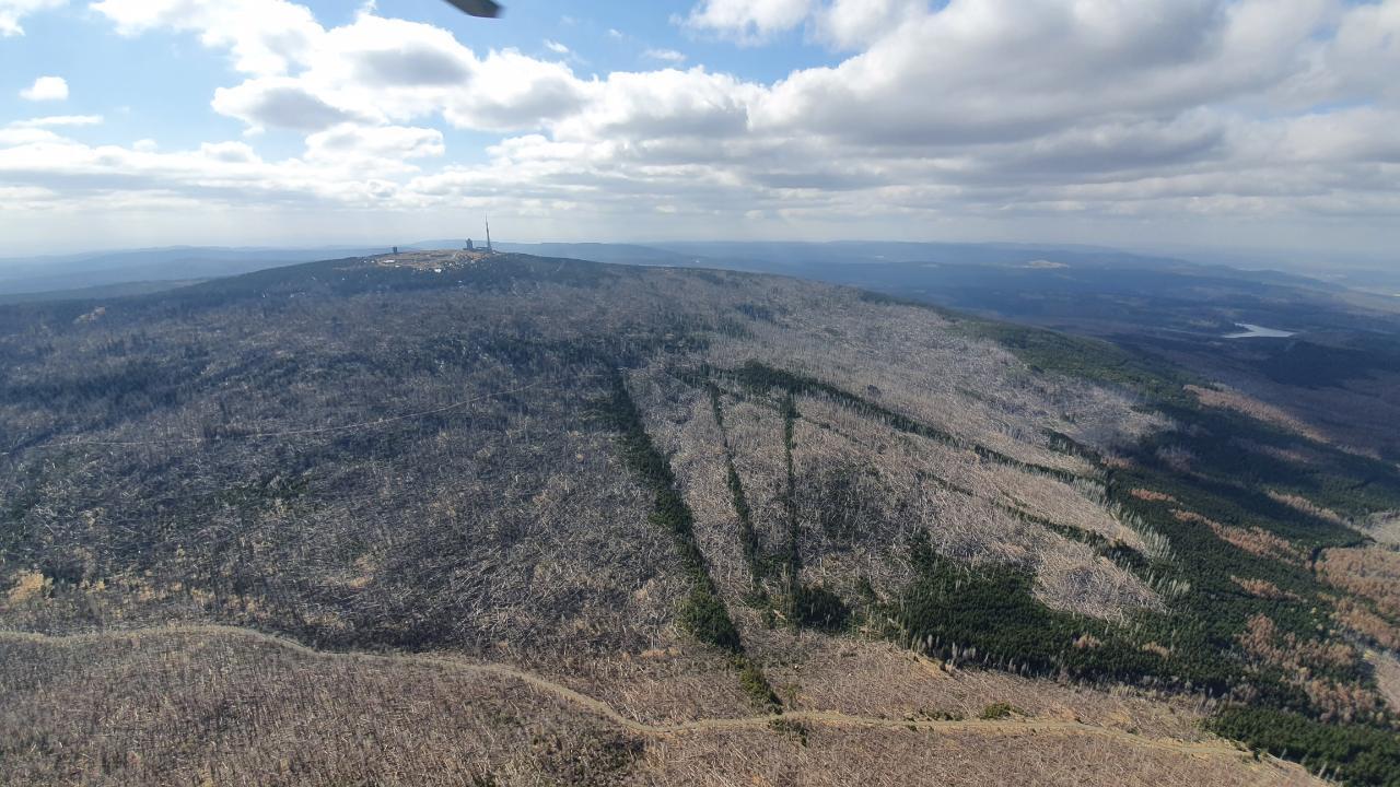Der Wald rund um den Brocken sieht schon sehr ausgetrocknet aus.