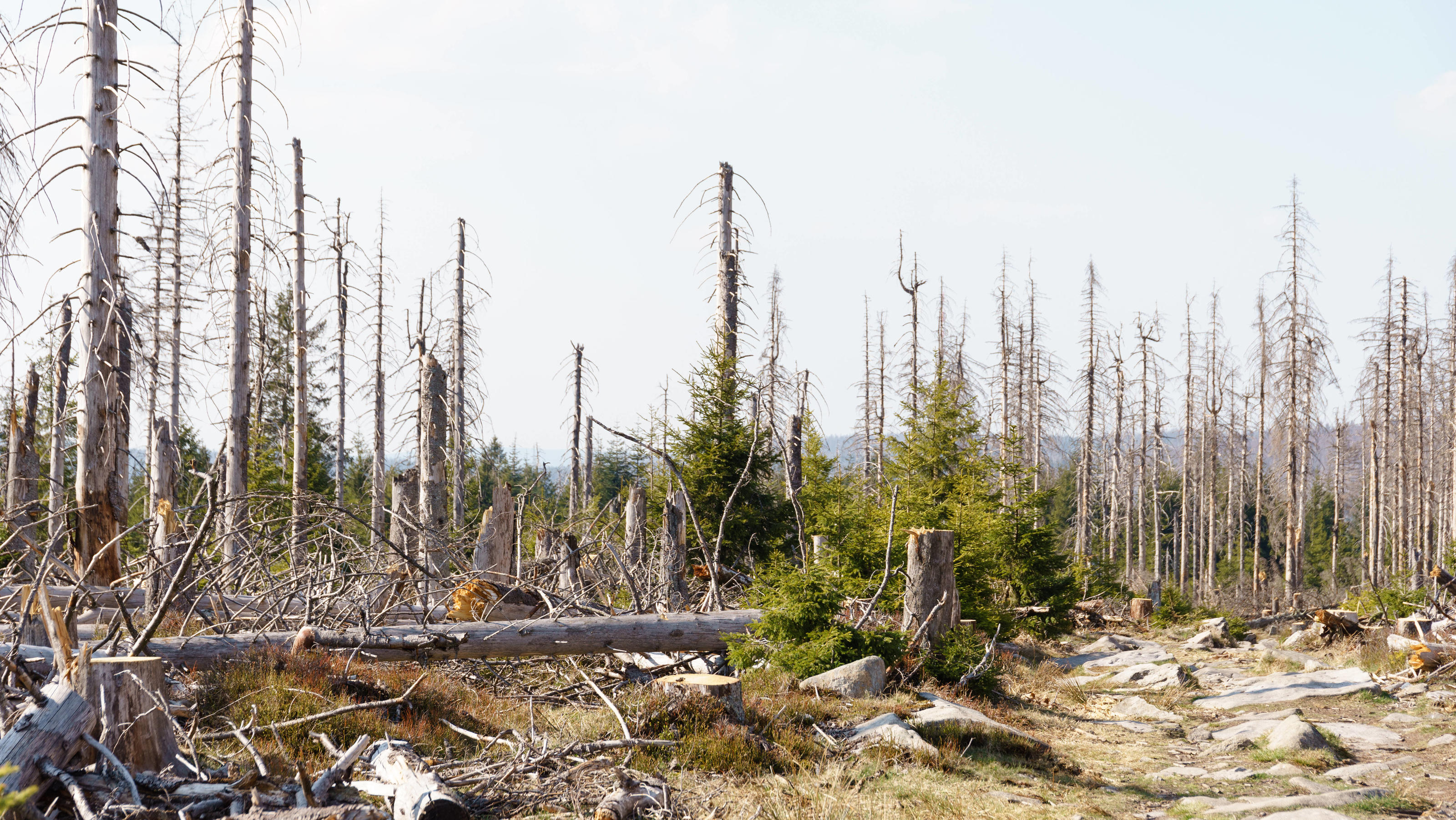  News Bilder des Tages Waldsterben im Harz 24.04.2020, Torfhaus Hessen: Abgestorbene Fichten im Harz in der Nähe der Achtermannshöhe., Torfhaus Deutschland *** Waldsterben im Harz 24 04 2020, peat house Hessen Dead spruces in the Harz near the Achter