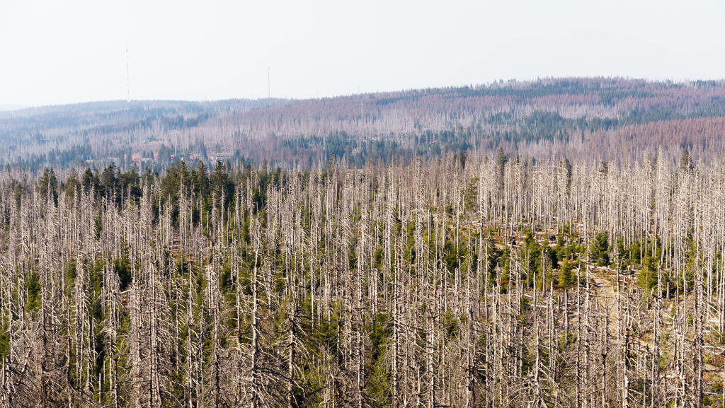 Waldsterben im Harz 24.04.2020, Torfhaus Hessen: Abgestorbene Fichten im Harz in der Nähe der Achtermannshöhe., Torfhaus Deutschland *** Waldsterben im Harz 24 04 2020, peat house Hessen Dead spruces in the Harz near the Achtermannshöhe, peat house