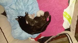 Kleinwüchsige Katze Mogli mit ihren eigenen und adoptierten Jungen.
