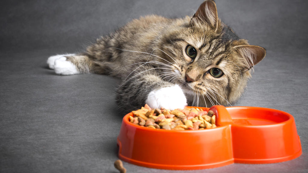 Katze zieht mit ihrer Pfote in eine Schüssel mit Katzenfutter heran