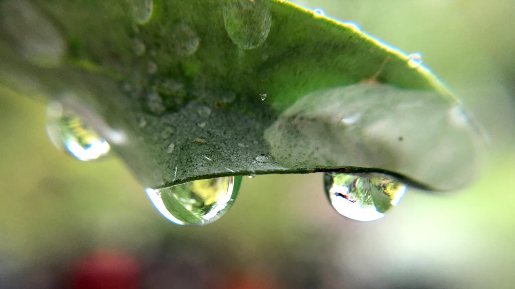 29.04.2020, Bayern, Hohenschäftlarn: Wassertropfen hängen im Regen am Blatt einer Olivenpflanze. Nach langer Trockenheit wird ergiebiger Regen in Bayern erwartet. Foto: Stephan Jansen/dpa +++ dpa-Bildfunk +++
