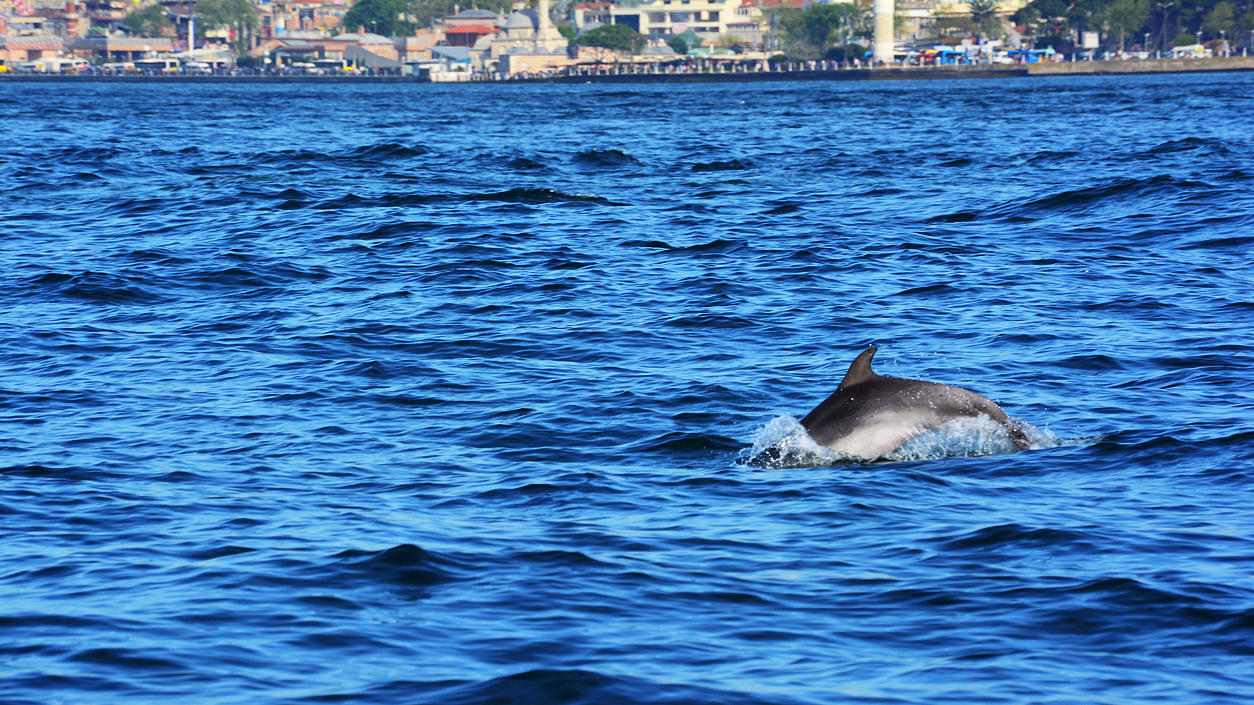 In Istanbul, werden am Bosporus wieder Delfine gesichtet