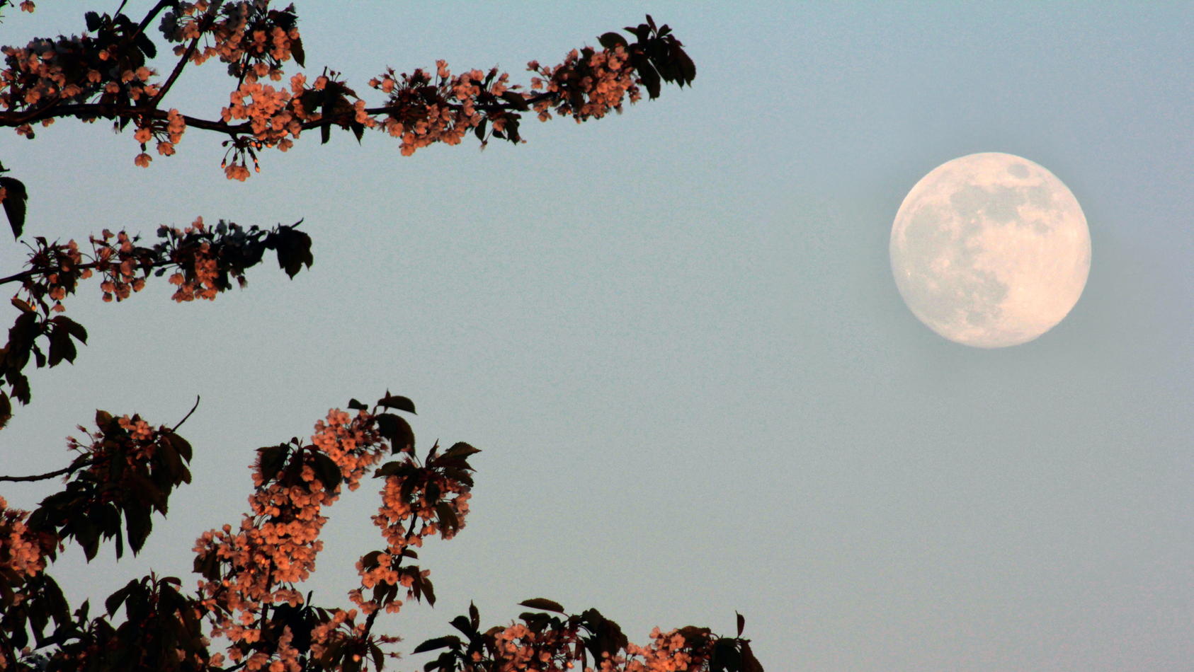 May 'flower moon' is the last Supermoon of 2020 seen with Cherry Blossom from Newcastle's Town Moor. This full moon of May, also called the Flower Moon will come just two days after the moon reaches perigee, or the closest point to Earth in its orbit