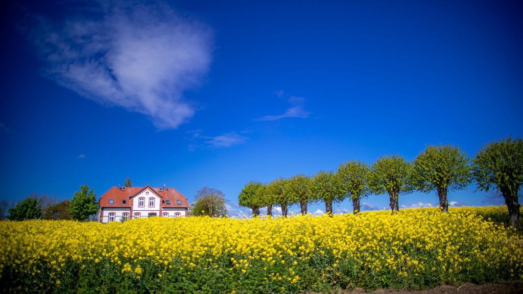 05.05.2020, Mecklenburg-Vorpommern, Kirchdorf (poel): Das derzeit geschlossene Ferienhaus «Einhusen» steht an einem blühenden Rapsfeld auf der Ostseeinsel Poel. Das Tourismusland Mecklenburg-Vorpommern öffnet wieder seine Gaststätten und beendet noch