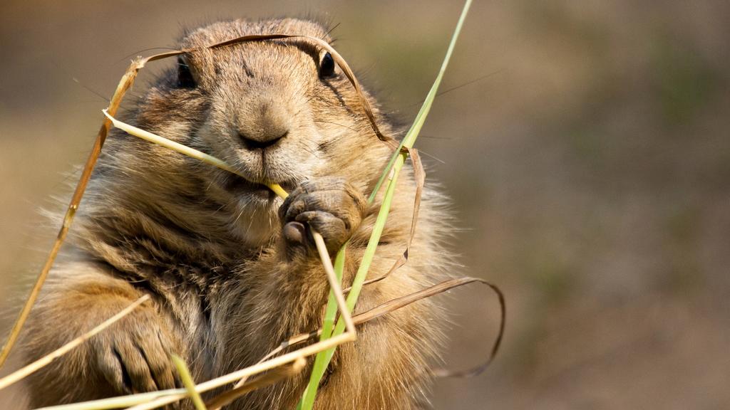 Schwarzschwanz-Präriehund (Cynomys ludovicianus)