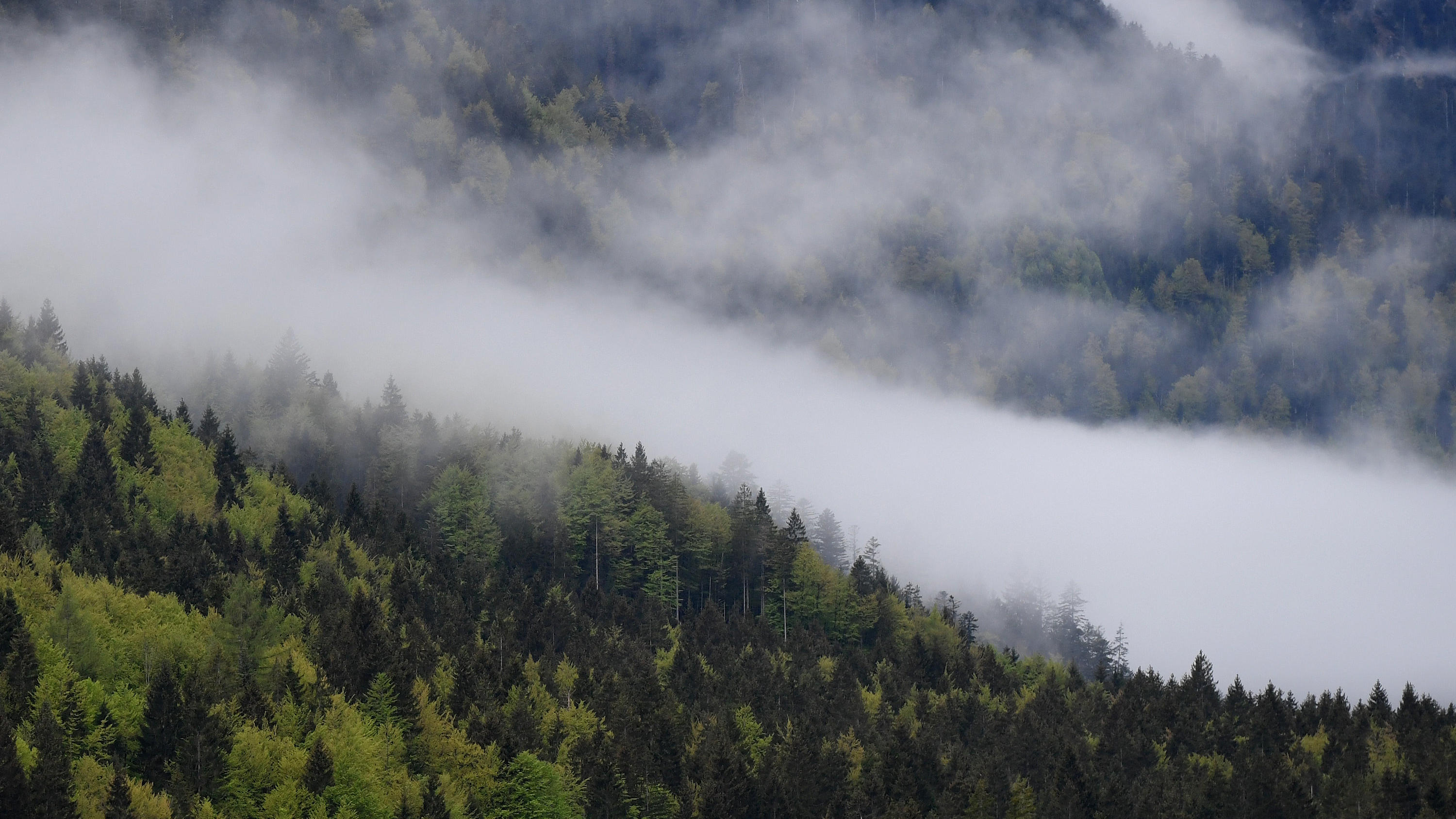 04.05.2020, Bayern, Ettal: Nebelschwaden ziehen über den sattgrünen Wald an einem Berghang entlang. Foto: Angelika Warmuth/dpa +++ dpa-Bildfunk +++
