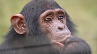 Ein Schimpanse auf Ngamba Island in Uganda