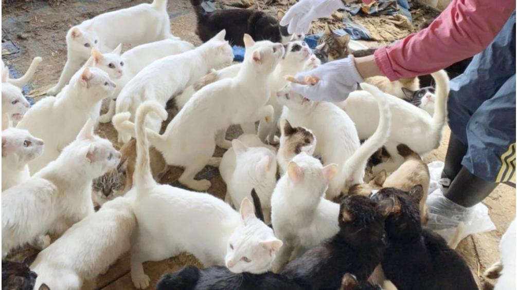 Die Tierrettung hat in Japan 238 Katzen aus einem Haus geholt.