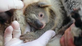 Erstes Koala-Baby nach Waldbränden geboren