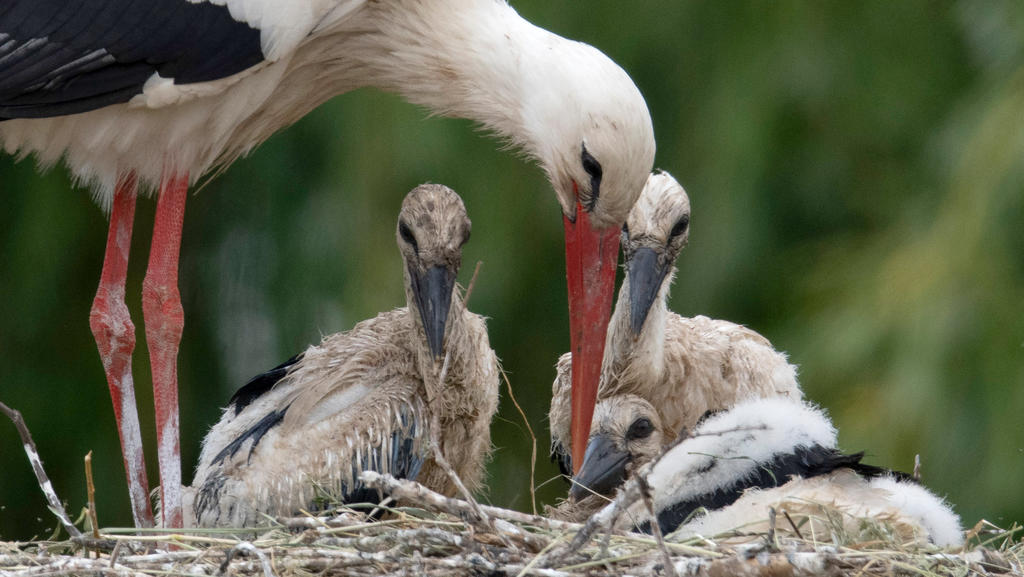 Ein Storch versorgt seinen Drillings-Nachwuchs
