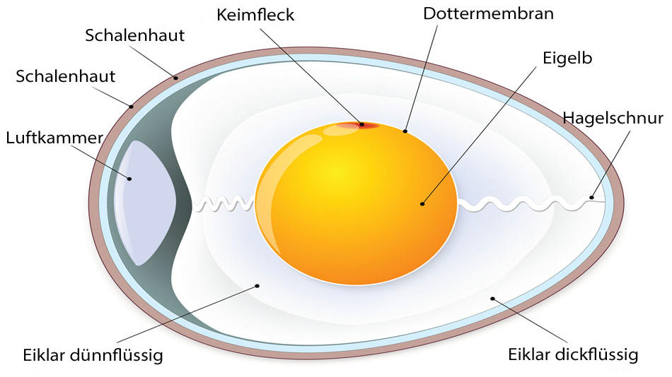 Ein Blick hinter die Schale eines Hühnereies.