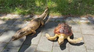 Diesen ausgestopften Alligator hat ein Spaziergänger an der Isar gefunden