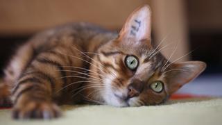  Bengalkatze, Bengal-Katze, Bengale Felis silvestris f. catus, liegt auf dem Teppich Bengal Felis silvestris f. catus, lying on the carpet BLWS231742